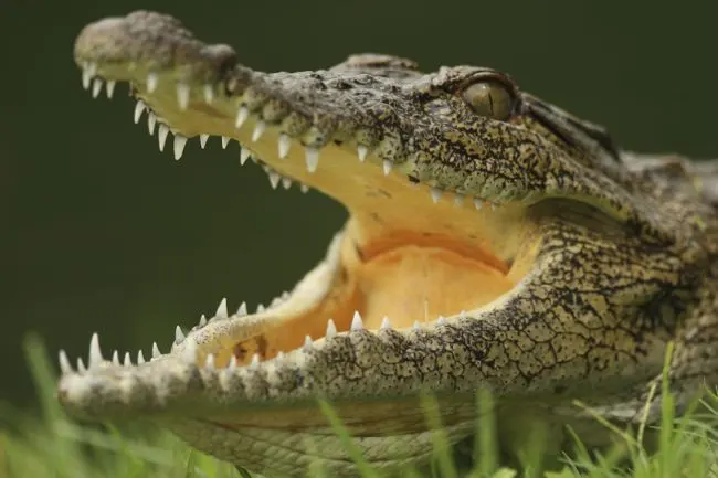 Angry crocodile.